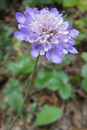 Scabiosa columbaria \ Tauben-Skabiose / Small Scabious, E Pyrenäen/Pyrenees, Ordesa 22.8.2011