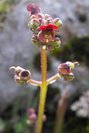 Scrophularia alpestris \ Alpine Braunwurz / Alpine Figwort, E Picos de Europa, Covadonga 7.8.2012