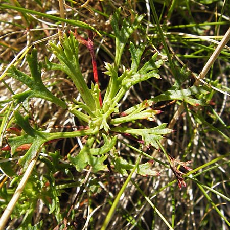 Saxifraga canaliculata \ Rinniger Moos-Steinbrech / Spanish Saxifrage, E Picos de Europa, Covadonga 7.8.2012