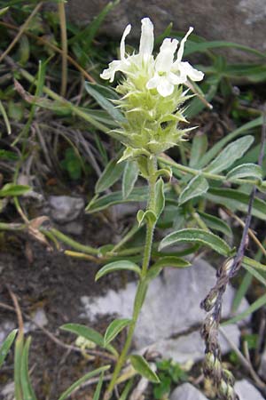 Sideritis hyssopifolia subsp. eynensis \ Pyrenen-Gliedkraut, E Pyrenäen, Ordesa 23.8.2011