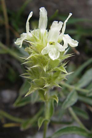 Sideritis hyssopifolia subsp. eynensis \ Pyrenen-Gliedkraut / Pyrenean Ironwort, E Pyrenäen/Pyrenees, Ordesa 23.8.2011