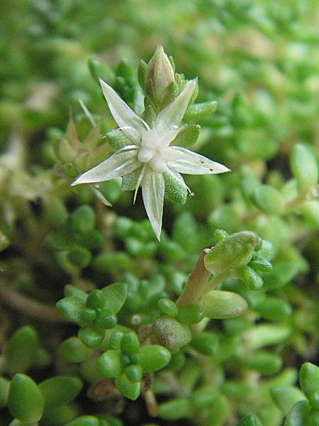 Sedum anglicum subsp. pyrenaicum \ Pyrenen-Mauerpfeffer / Pyrenean Stonecrop, E Pyrenäen/Pyrenees, Caldes de Boi 16.8.2006