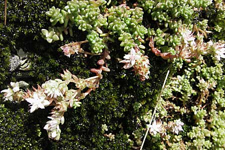 Sedum anglicum subsp. pyrenaicum \ Pyrenen-Mauerpfeffer / Pyrenean Stonecrop, E Pyrenäen/Pyrenees, Caldes de Boi 18.8.2006