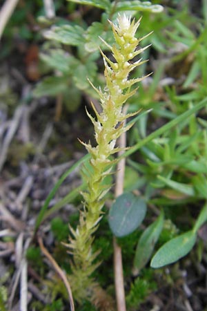Selaginella selaginoides \ Dorniger Moosfarn / Lesser Clubmoss, E Pyrenäen/Pyrenees, Ordesa 23.8.2011
