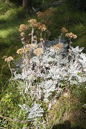 Senecio cineraria \ Aschen-Greiskraut, Silber-Greiskraut, E Lekeitio 6.8.2012