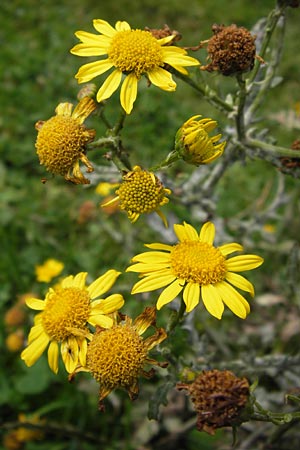 Senecio gallicus ? \ Franzsisches Greiskraut / Southern Ragwort, French Groundsel, E Picos de Europa, Covadonga 7.8.2012