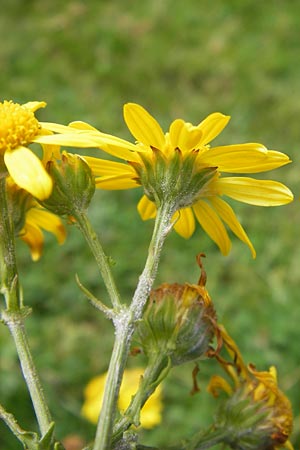 Senecio gallicus ? \ Franzsisches Greiskraut / Southern Ragwort, French Groundsel, E Picos de Europa, Covadonga 7.8.2012