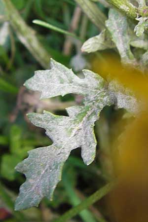 Senecio gallicus ? \ Franzsisches Greiskraut / Southern Ragwort, French Groundsel, E Picos de Europa, Covadonga 7.8.2012