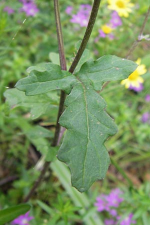 Senecio gallicus ? \ Franzsisches Greiskraut / Southern Ragwort, French Groundsel, E Asturien/Asturia Llanes 12.8.2012