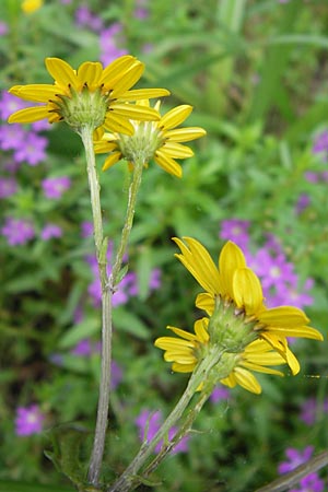 Senecio gallicus ? \ Franzsisches Greiskraut / Southern Ragwort, French Groundsel, E Asturien/Asturia Llanes 12.8.2012