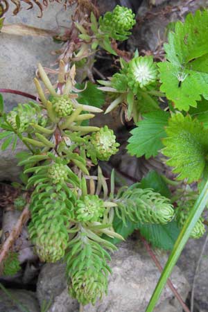 Sedum forsterianum \ Zierliche Felsen-Fetthenne / Rock Stonecrop, Welsh Stonecrop, E Picos de Europa, Posada de Valdeon 13.8.2012