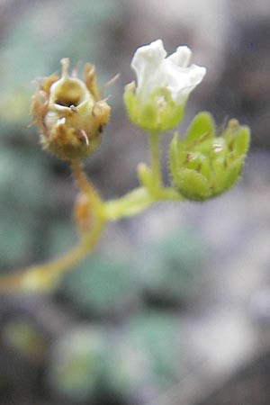 Saxifraga caesia \ Blaugrner Steinbrech / Grey Saxifrage, E Pyrenäen/Pyrenees, Ordesa 23.8.2011