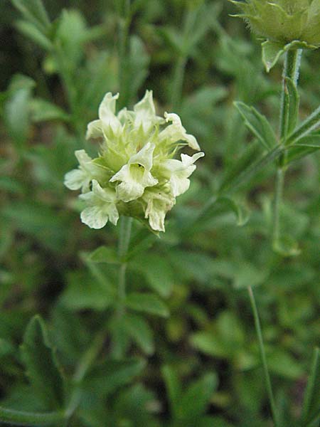 Sideritis hyssopifolia subsp. eynensis \ Pyrenen-Gliedkraut / Pyrenean Ironwort, E Pyrenäen/Pyrenees, Caldes de Boi 16.8.2006