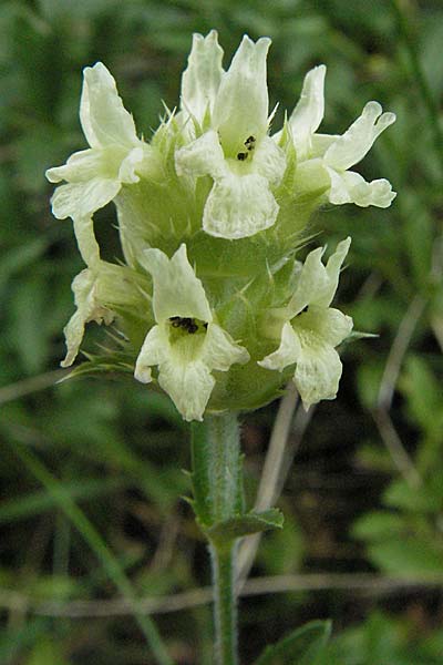 Sideritis hyssopifolia subsp. eynensis \ Pyrenen-Gliedkraut / Pyrenean Ironwort, E Pyrenäen/Pyrenees, Caldes de Boi 16.8.2006