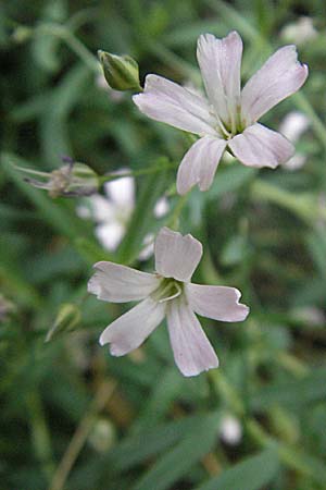 Gypsophila repens / Alpine Gypsophila, E Pyrenees, Caldes de Boi 18.8.2006