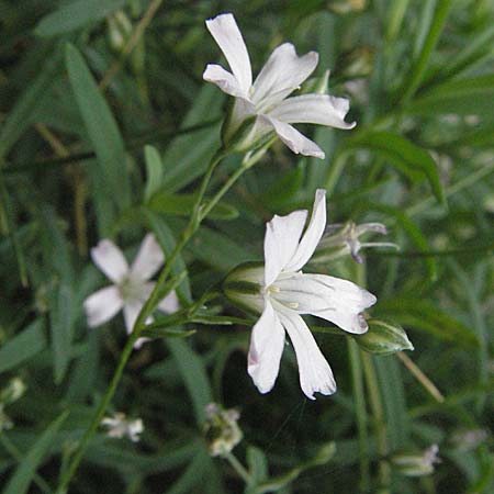 Gypsophila repens / Alpine Gypsophila, E Pyrenees, Caldes de Boi 18.8.2006