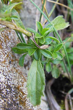 Sideritis hyssopifolia subsp. eynensis \ Pyrenen-Gliedkraut, E Picos de Europa, Covadonga 7.8.2012