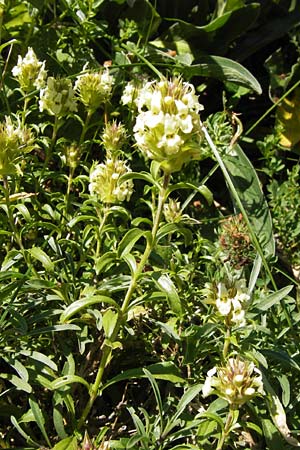 Sideritis hyssopifolia subsp. eynensis \ Pyrenen-Gliedkraut, E Picos de Europa, Covadonga 7.8.2012