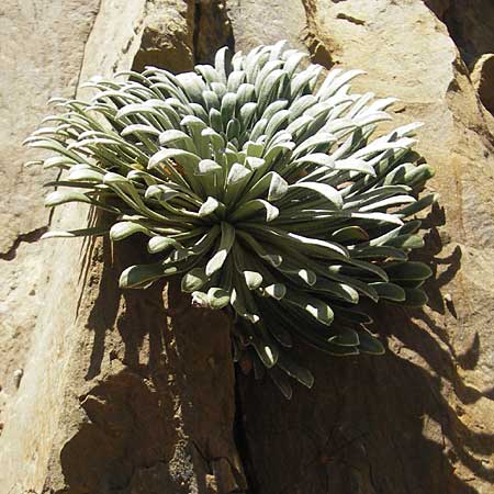 Saxifraga longifolia \ Pyrenen-Steinbrech, Knigs-Steinbrech / Pyrenean Saxifrage, Silver Saxifrage, E Pyrenäen/Pyrenees, Hecho - Tal / Valley 19.8.2011