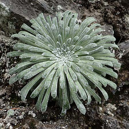 Saxifraga longifolia \ Pyrenen-Steinbrech, Knigs-Steinbrech / Pyrenean Saxifrage, Silver Saxifrage, E Pyrenäen/Pyrenees, La Popla de Lillet 5.8.2018