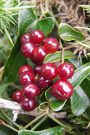 Smilax aspera \ Stechwinde, E Asturien Ribadesella 10.8.2012