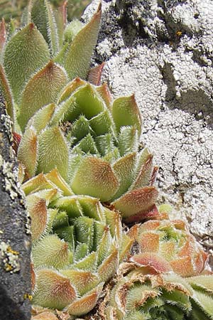 Sempervivum montanum \ Berg-Hauswurz / Mountain House-Leek, E Picos de Europa, Puerto de San Glorio 13.8.2012