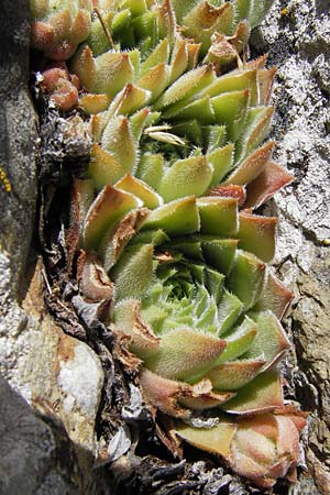 Sempervivum montanum \ Berg-Hauswurz / Mountain House-Leek, E Picos de Europa, Puerto de San Glorio 13.8.2012