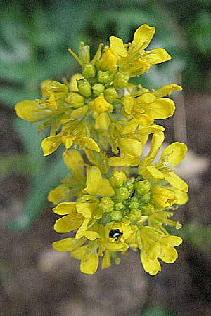 Sisymbrium orientale \ Orientalische Rauke / Eastern Rocket, E Pyrenäen/Pyrenees, Caldes de Boi 16.8.2006