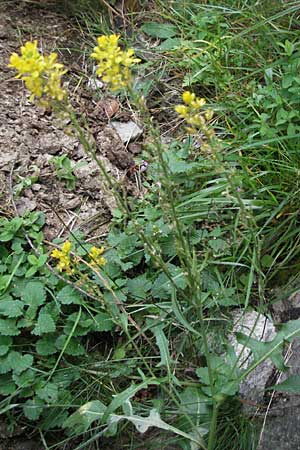 Sisymbrium orientale / Eastern Rocket, E Pyrenees, Caldes de Boi 16.8.2006