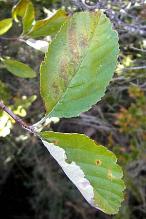 Sorbus aria \ Echte Mehlbeere / Whitebeam, E Usun 20.8.2011