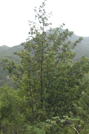 Sorbus domestica / Service Tree, E Pyrenees, Ordesa 22.8.2011