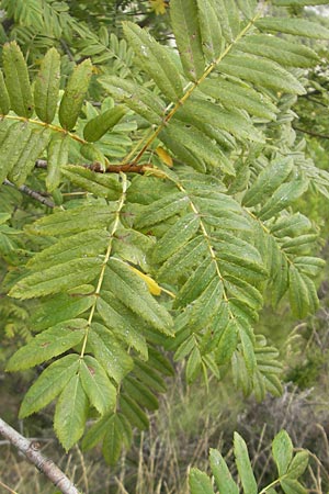 Sorbus domestica \ Speierling, E Pyrenäen, Ordesa 22.8.2011