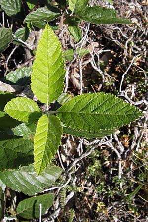 Sorbus aria \ Echte Mehlbeere, E Picos de Europa, Posada de Valdeon 13.8.2012