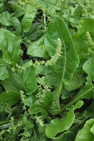 Spinacia oleracea \ Spinat / Spinach, E Pyrenäen/Pyrenees, Erill la Vall in Boi - Tal / Valley 16.8.2006