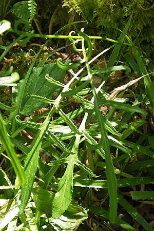 Serratula tinctoria \ Frber-Scharte, E Asturien, Cangas de Onis 8.8.2012