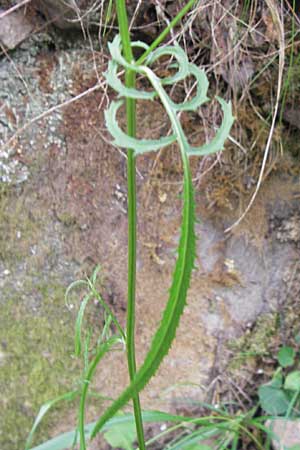 Serratula tinctoria \ Frber-Scharte / Saw Wort, E Asturien/Asturia, Cangas de Onis 8.8.2012