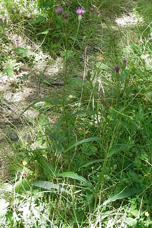 Serratula tinctoria \ Frber-Scharte / Saw Wort, E Picos de Europa, Potes 16.8.2012