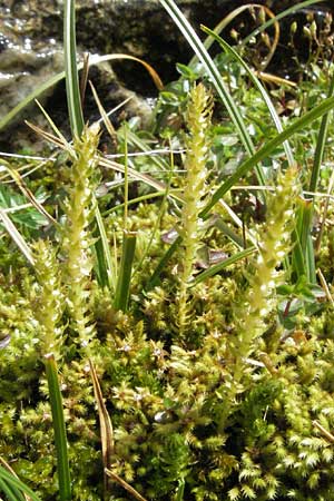 Selaginella selaginoides \ Dorniger Moosfarn / Lesser Clubmoss, E Pyrenäen/Pyrenees, Caldes de Boi 18.8.2006