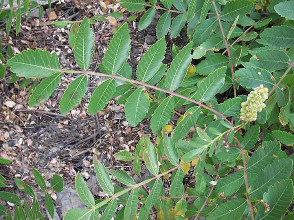 Rhus coriaria \ Gewrz-Sumach, Gerber-Sumach / Elm-Leaved Sumach, E Picos de Europa, Potes 13.8.2012