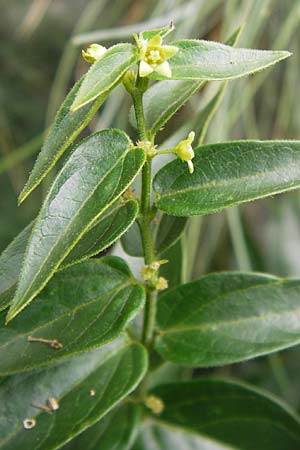 Vincetoxicum hirundinaria subsp. lusitanicum \ Portugiesische Schwalbenwurz / Portuguese Swallow Wort, E Asturien/Asturia Ribadesella 10.8.2012