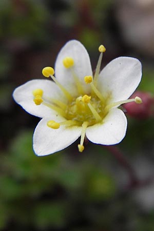 Saxifraga praetermissa \ Vernachlssigter Steinbrech / Neglected Saxifrage, E Picos de Europa, Fuente De 14.8.2012