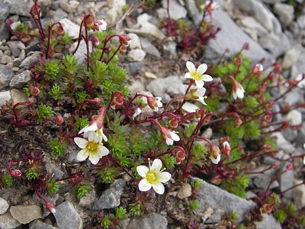 Saxifraga praetermissa \ Vernachlssigter Steinbrech / Neglected Saxifrage, E Picos de Europa, Fuente De 14.8.2012