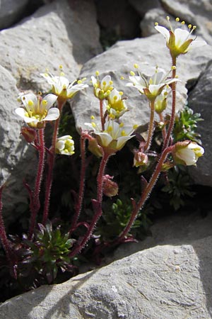 Saxifraga praetermissa \ Vernachlssigter Steinbrech / Neglected Saxifrage, E Picos de Europa, Fuente De 14.8.2012