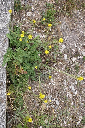 Sisymbrium austriacum subsp. chrysanthum \ Pyrenen-Rauke, E Picos de Europa, Carrea 11.8.2012