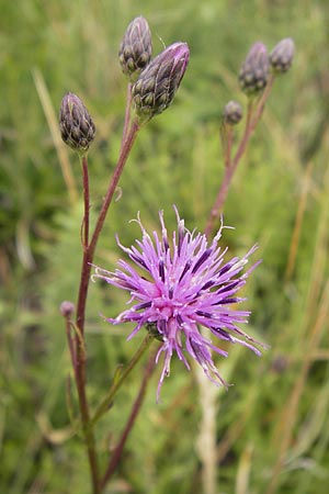 Serratula tinctoria / Saw Wort, E Asturia Ribadesella 10.8.2012