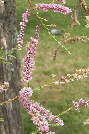 Tamarix gallica ? \ Franzsische Tamariske / French Tamarisk, E San Sebastian 15.8.2011