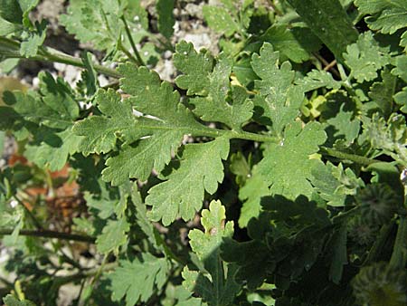 Tanacetum parthenium \ Mutterkraut / Feverfew, E Pyrenäen/Pyrenees, Boi 16.8.2006