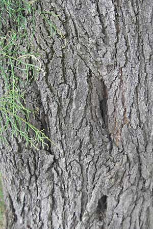 Tamarix gallica ? \ Franzsische Tamariske / French Tamarisk, E San Sebastian 15.8.2011