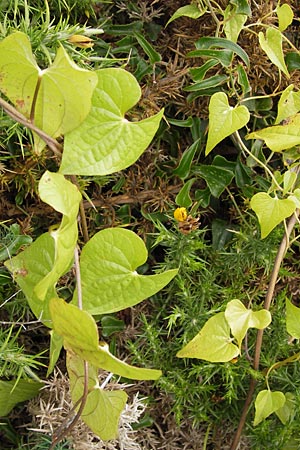 Dioscorea communis / Black Bryony, E Asturia Ribadesella 10.8.2012