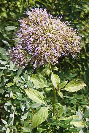 Trachelium caeruleum \ Blaues Halskraut, E Lekeitio 6.8.2012